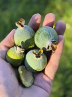 Feijoa