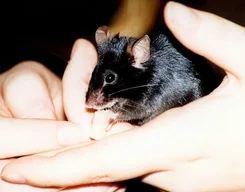 Mouse