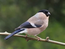 Finch