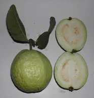 Guava