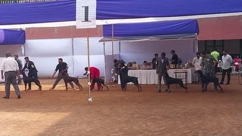 Doberman Pinscher
