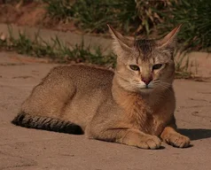 Chausie