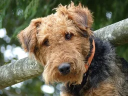Airedale Terrier
