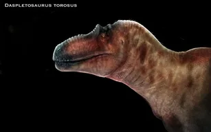 Daspletosaurus