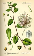 Capers