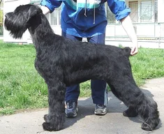 Giant Schnauzer