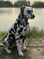 Dalmatian