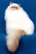 Himalayan