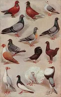 Pigeon