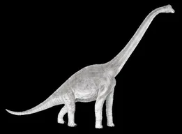Brachiosaurus
